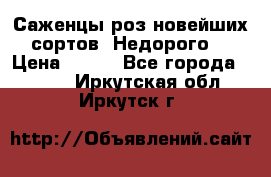 Саженцы роз новейших сортов. Недорого. › Цена ­ 350 - Все города  »    . Иркутская обл.,Иркутск г.